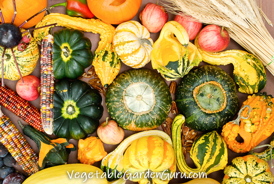 Pumpkins are a class of winter squash