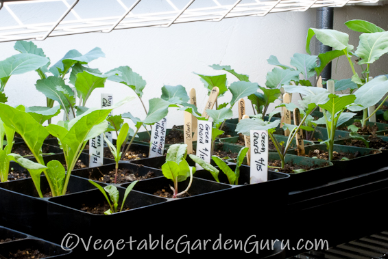 My "How to Start Seeds Indoors" setup, using deep-root seed starting trays and wire racks with fluorescent shop lights.