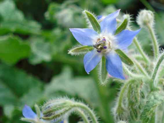 edible flower: borage