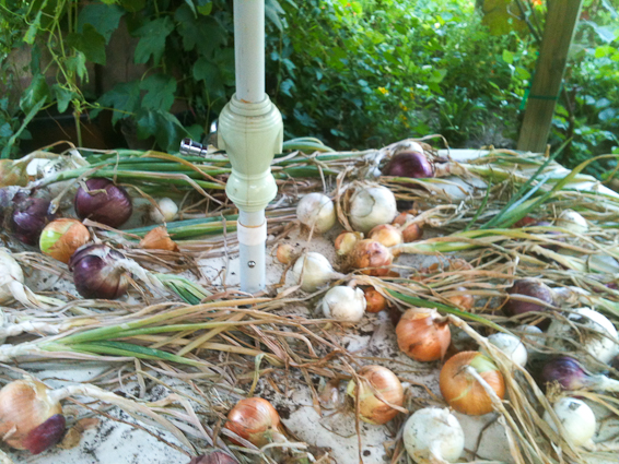 Onions just dug up and starting to cure on my picnic table
