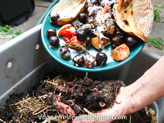 https://www.vegetablegardenguru.com/images/566x425feeding-first-worm-bin.jpg