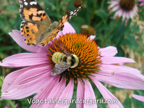 Echinacea is a perennial prairie wildflower now commonly grown in flower gardens because it is a favorite of pollinators
