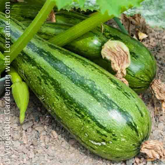 566x566 Cocozelle Heirloom Zucchini