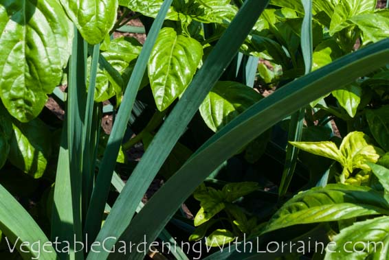 Growing Leeks and Basil together