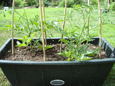 The earthbox with tomatoes