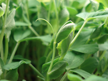Pea shoots are tender and sweet