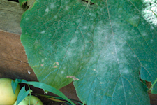 Classic symptoms of pm on zucchini