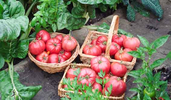 vegetable garden beds with green chard, basil, lacinato kale, jalapeno pepper and parsley surrounding three baskets of heirloom tomatoes